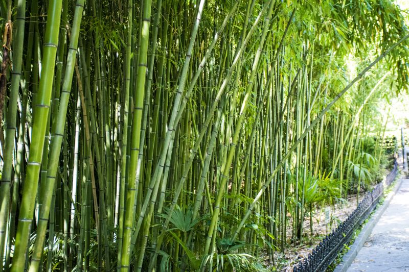 Bamboo Fence Installation